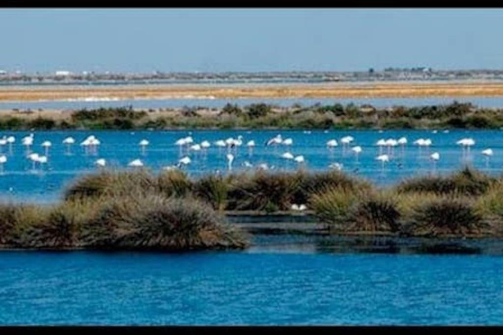 Apto Bahia De Cadiz Puerto Santa Maria Garaje Wifi Appartement
